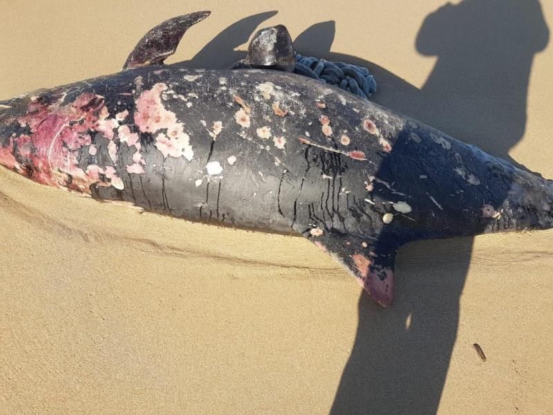 Tursiops truncatus<br>01 October, 2018