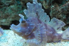 Rhinopias eschmeyeri