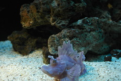 Rhinopias eschmeyeri