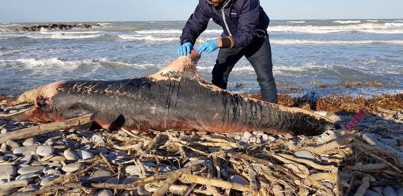 Tursiops truncatus<br>24 February, 2019