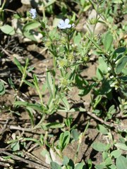 Lappula redowskii redowskii