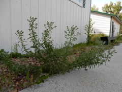 Lappula redowskii redowskii