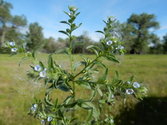 Lappula redowskii redowskii
