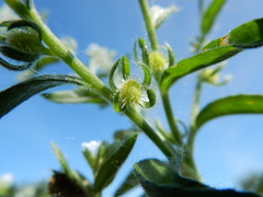 Lappula redowskii redowskii