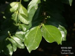 Diospyros maritima