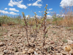Lappula occidentalis cupulata