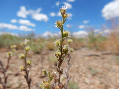 Lappula occidentalis cupulata