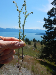 Lappula redowskii redowskii