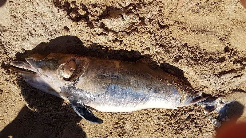Tursiops truncatus<br>14 July, 2019