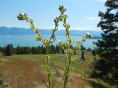 Lappula redowskii redowskii