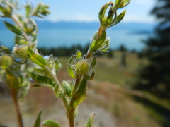 Lappula redowskii redowskii