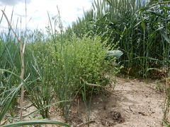 Lappula occidentalis cupulata