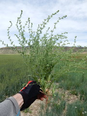Lappula occidentalis cupulata