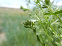 Lappula occidentalis cupulata