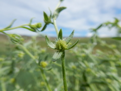 Lappula occidentalis cupulata