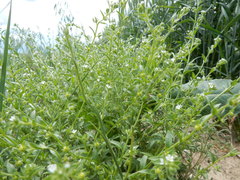 Lappula occidentalis cupulata