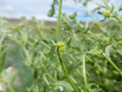 Lappula occidentalis cupulata