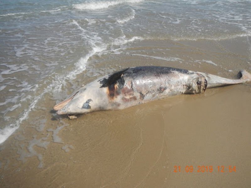 Tursiops truncatus<br>21 September, 2019