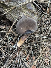 Lactarius fallax