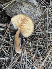Lactarius fallax