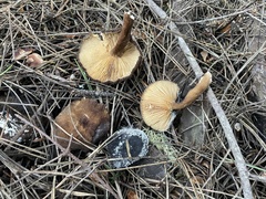 Lactarius fallax