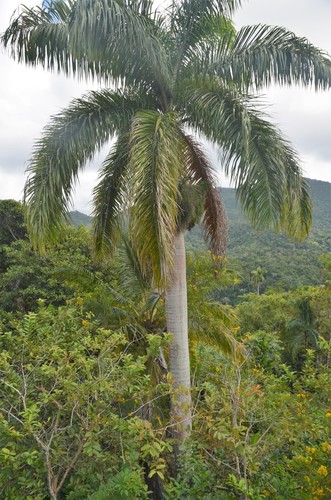 La Lomona