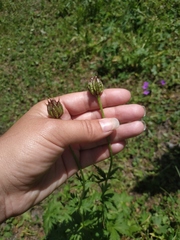 Trollius ranunculinus