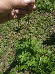Trollius ranunculinus