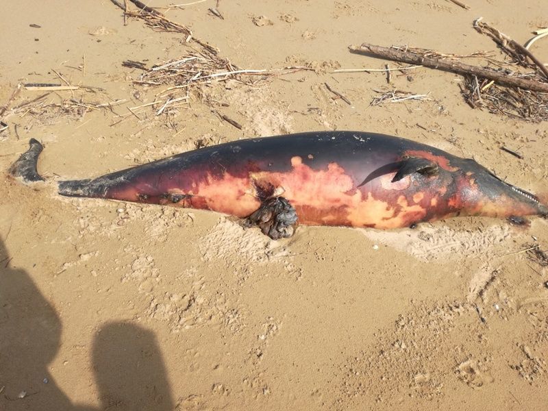 Tursiops truncatus<br>30 March, 2020