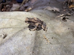 Ingerophrynus parvus