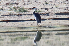 Aechmophorus occidentalis