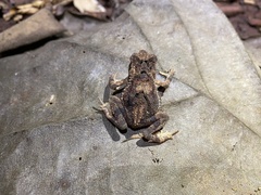 Ingerophrynus parvus