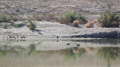 Aechmophorus occidentalis