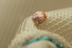 Scymnus subvillosus