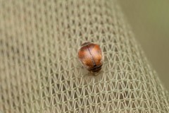Scymnus subvillosus