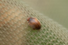 Scymnus subvillosus