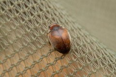 Scymnus subvillosus