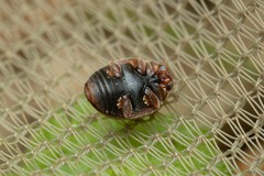 Scymnus subvillosus