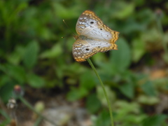 Anartia jatrophae