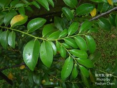 Diospyros kotoensis