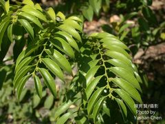 Diospyros kotoensis