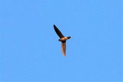 Aerodramus germani