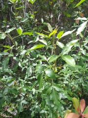 Heteromorpha arborescens arborescens