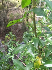 Heteromorpha arborescens arborescens