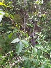 Heteromorpha arborescens arborescens