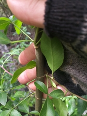 Heteromorpha arborescens arborescens