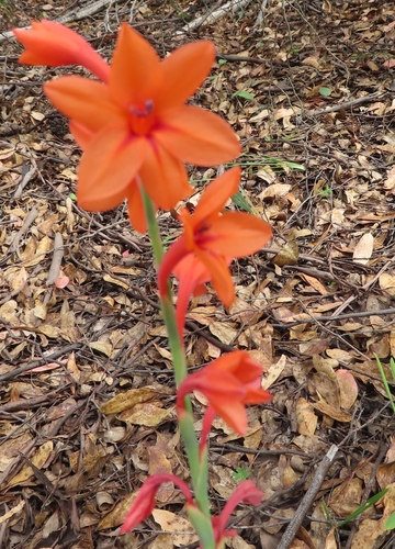 Image of Watsonia stenosiphon by (c) linkie, some rights reserved (CC BY)