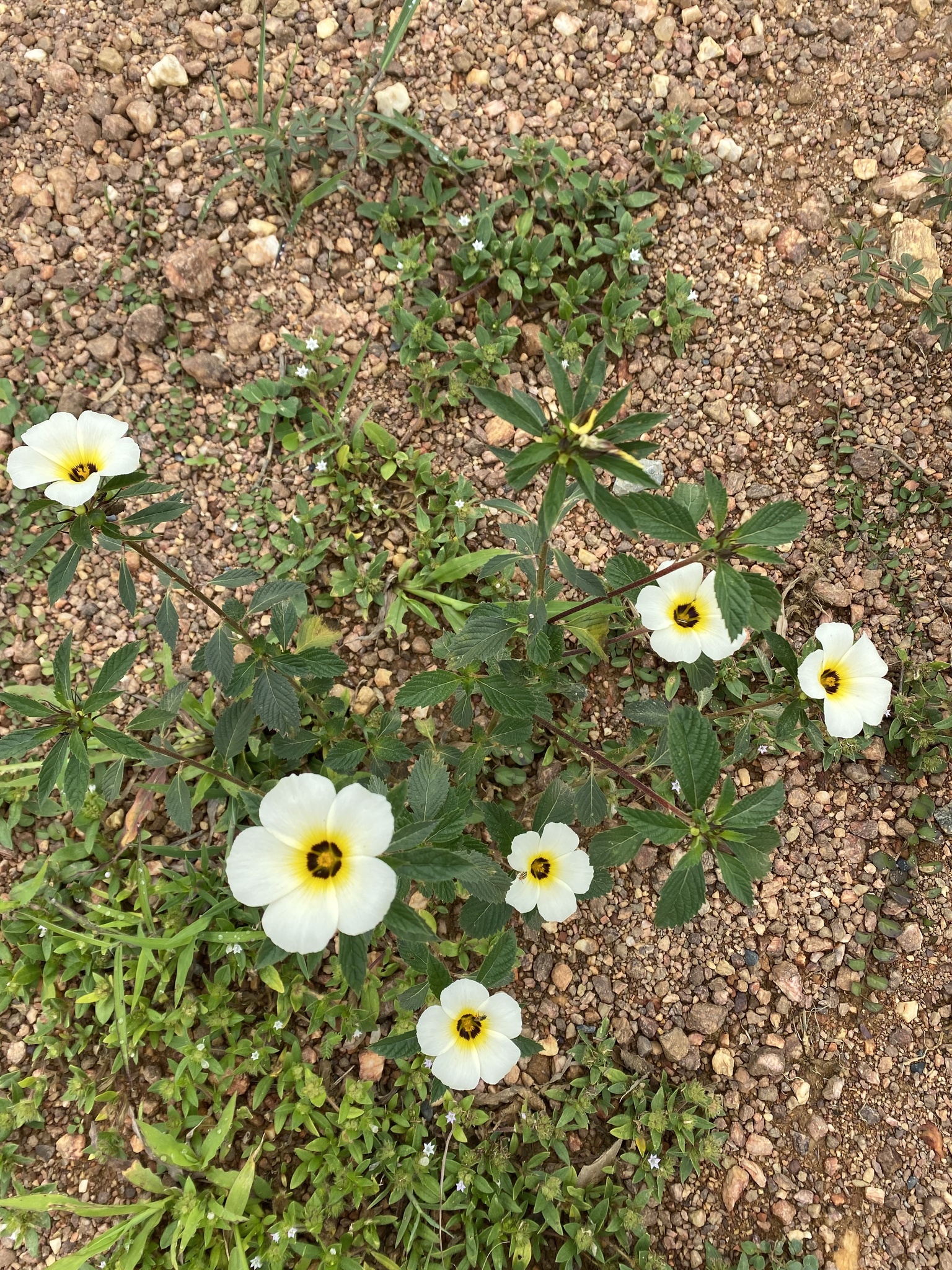 Turnera subulata