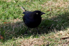 Euphagus cyanocephalus