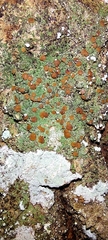 Bacidia fraxinea